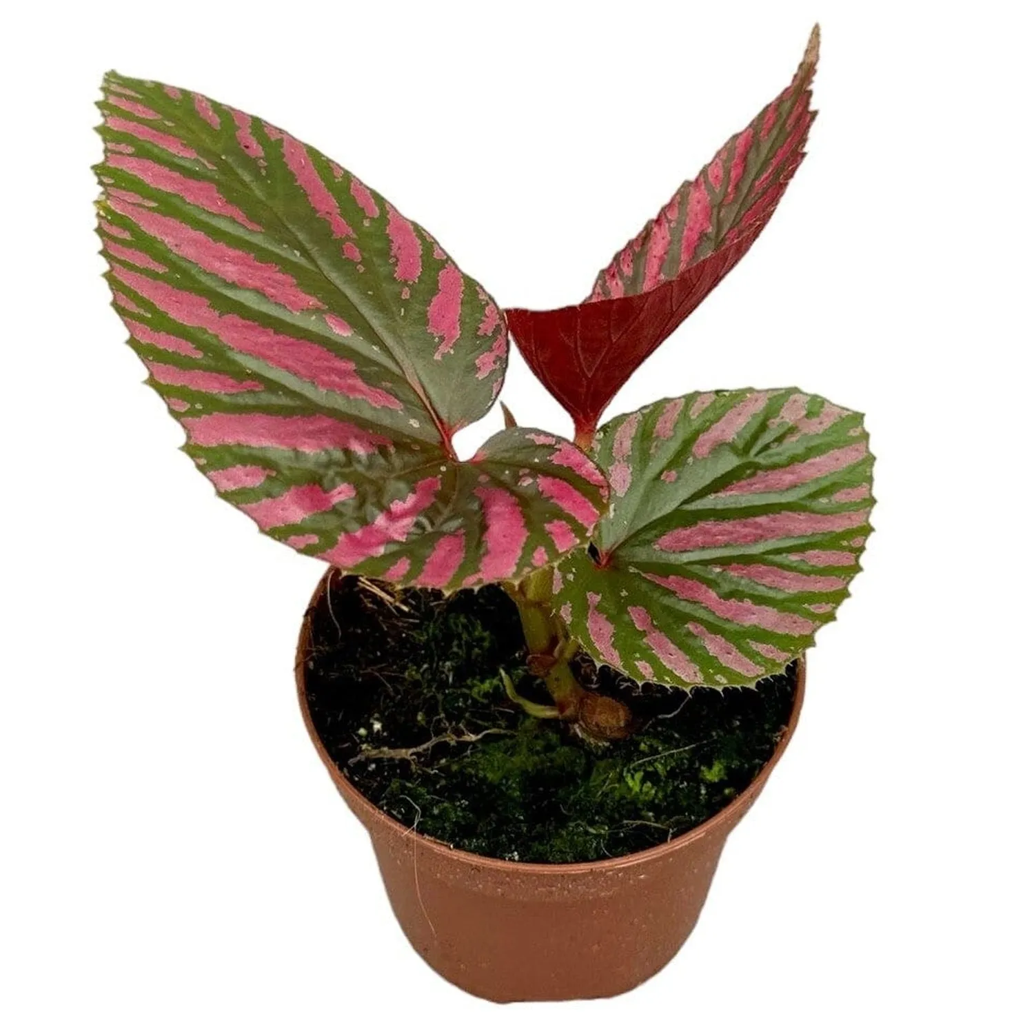 15 cm  Begonia Brevirimosa House Plant 9 cm Pot