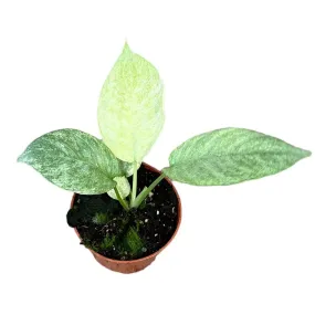 15 cm  Schismatoglottis Longispatha Variegata House Plant 10,5 cm Pot