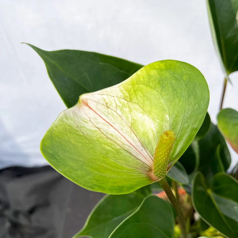 50 - 60cm Anthurium Adios Spring Flower 17cm Pot House Plant