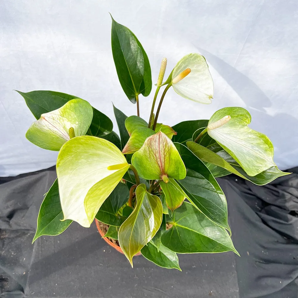 50 - 60cm Anthurium Adios Spring Flower 17cm Pot House Plant