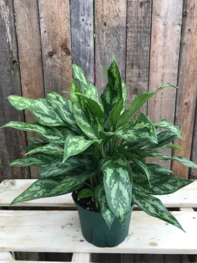 Aglaonema Maryann Maria