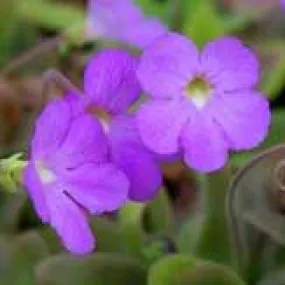 Aphrodite Butterwort