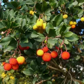 Arbutus unedo Rubra