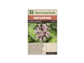 Asclepias - Showy Milkweed