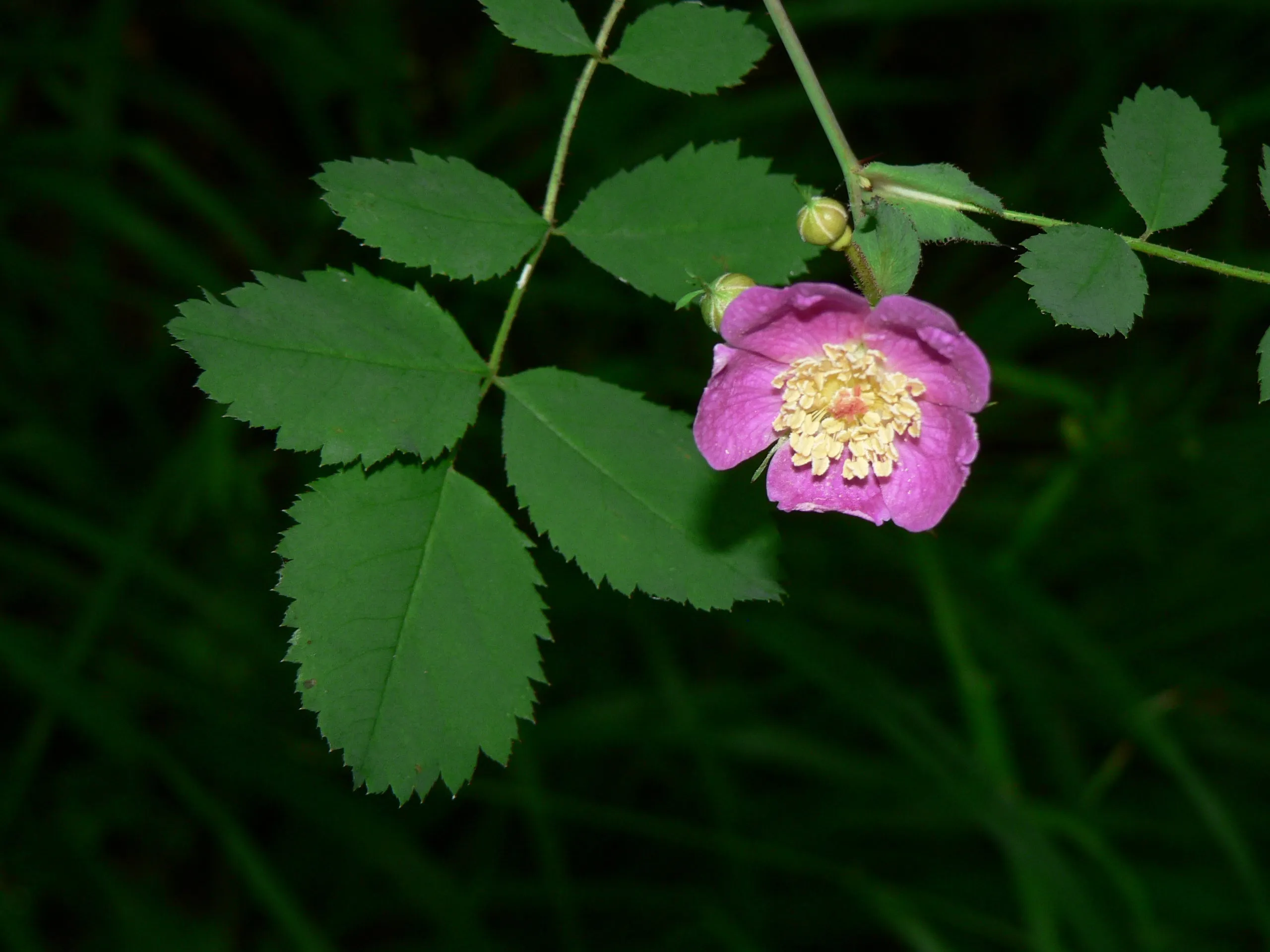 Baldhip Rose - Bundle of 5 bareroot plants