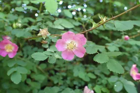 Baldhip Rose - Bundle of 5 bareroot plants