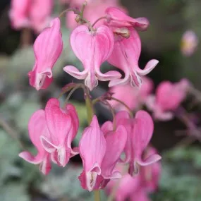 Bleeding Heart (Dicentra) - King of Hearts