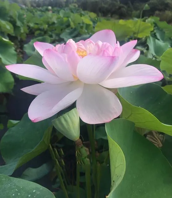 Blushing Bride Lotus (Bare Root)