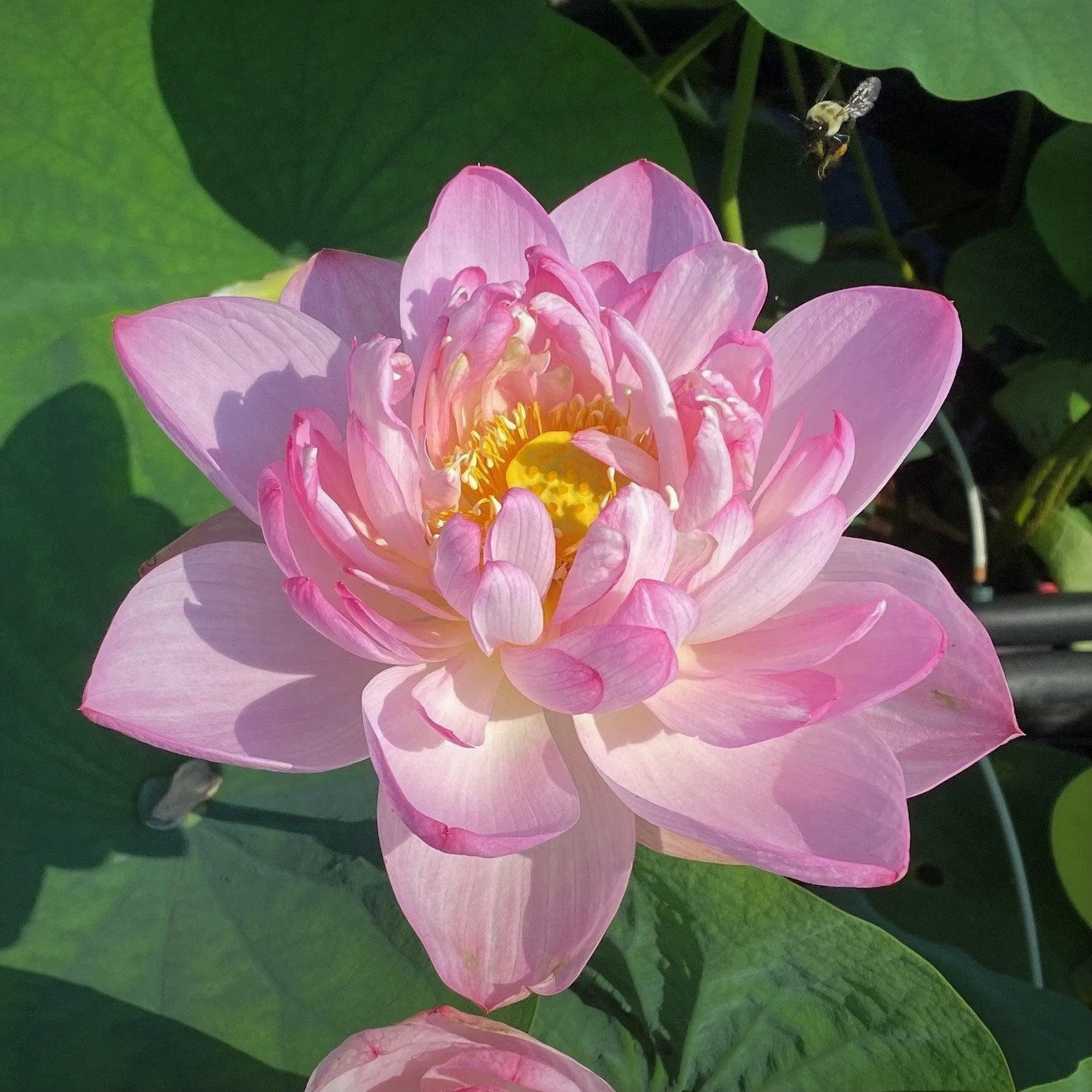 Blushing Bride Lotus (Bare Root)