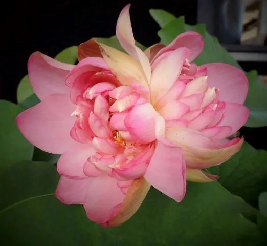 Blushing Bride Lotus (Bare Root)