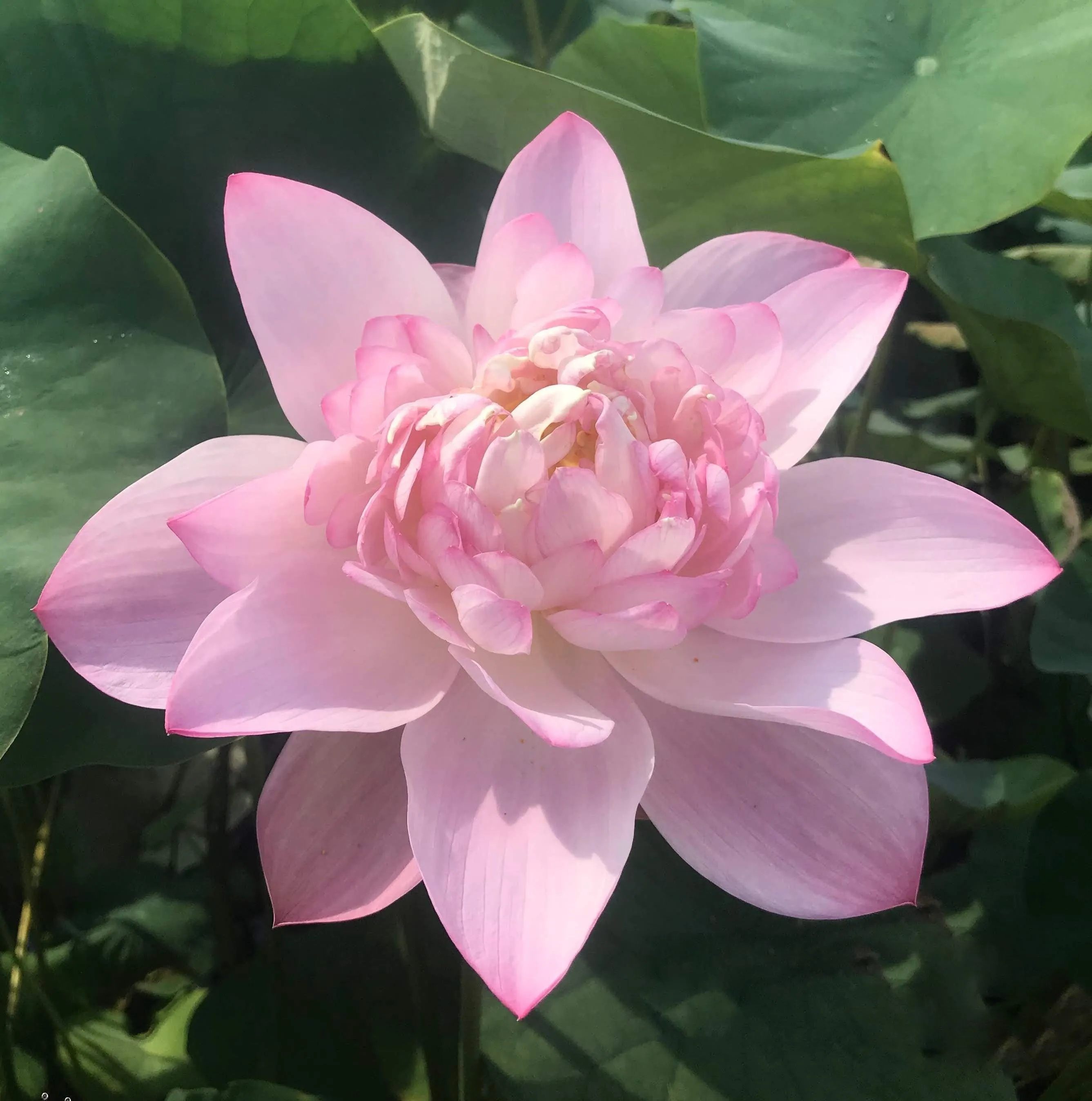 Blushing Bride Lotus (Bare Root)