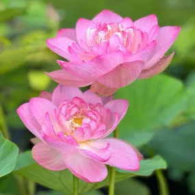 Blushing Bride Lotus (Bare Root)