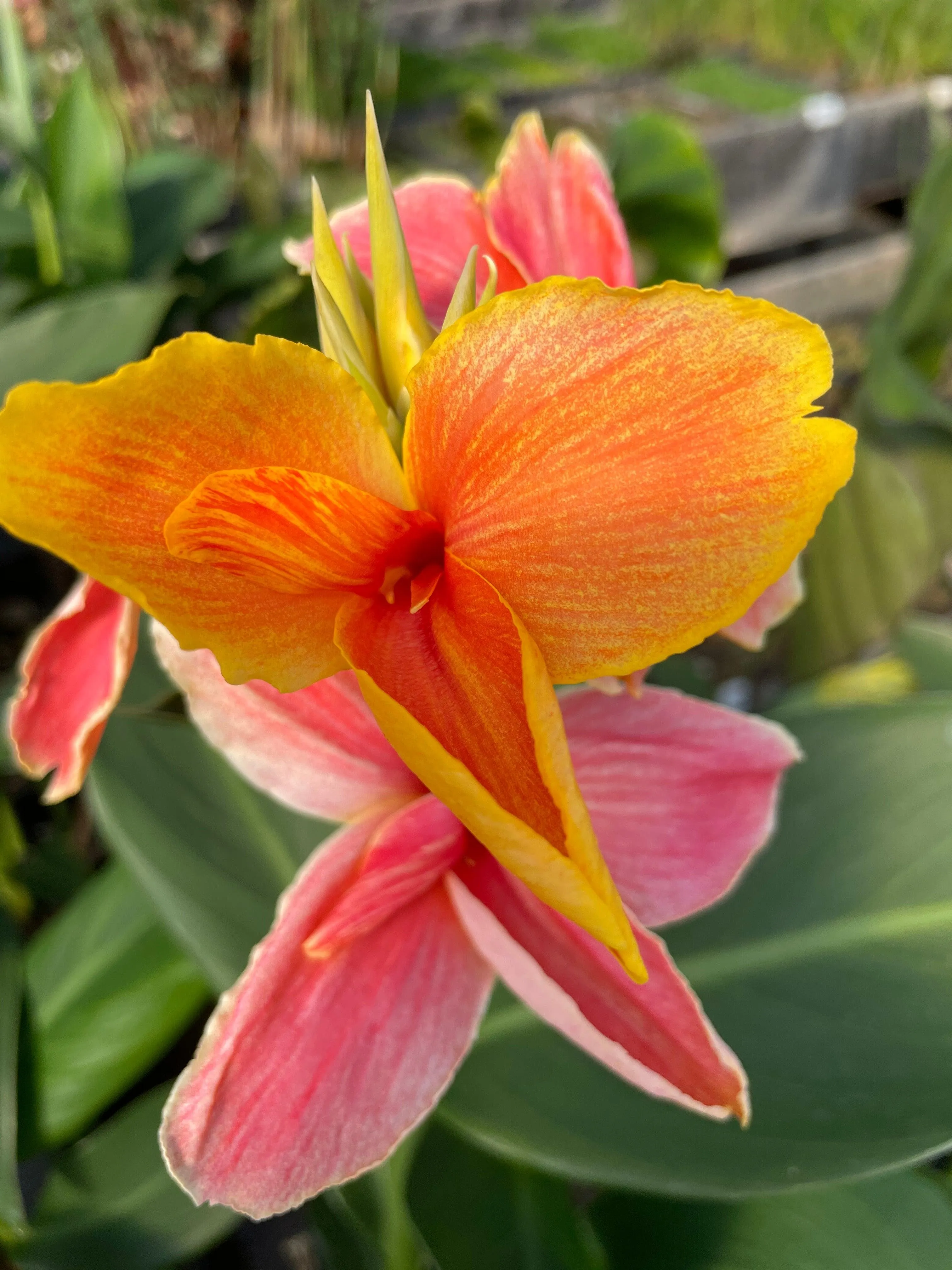 Canna 'Napoleon' (Bare Root)