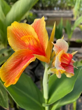 Canna 'Napoleon' (Bare Root)