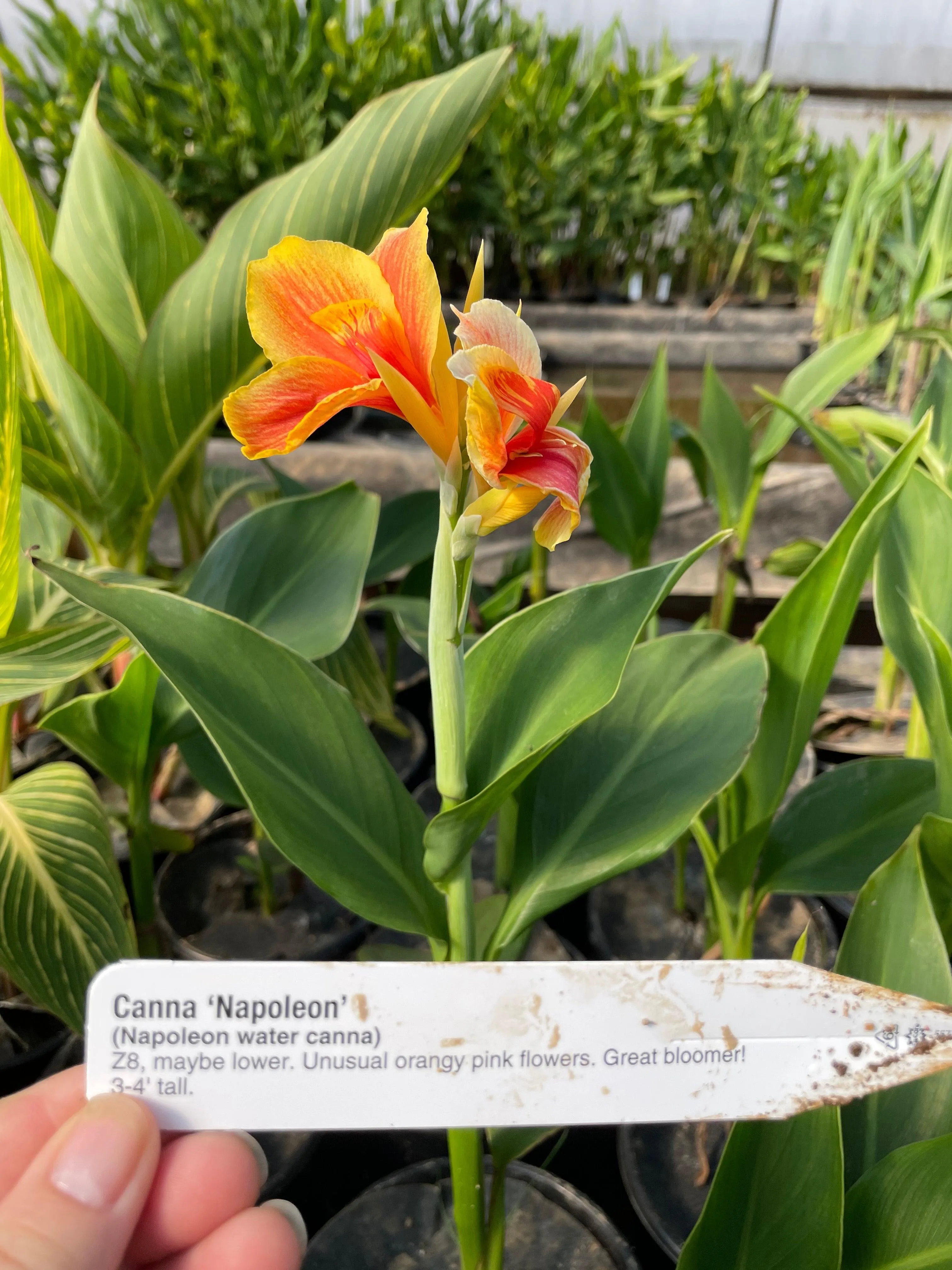 Canna 'Napoleon' (Bare Root)