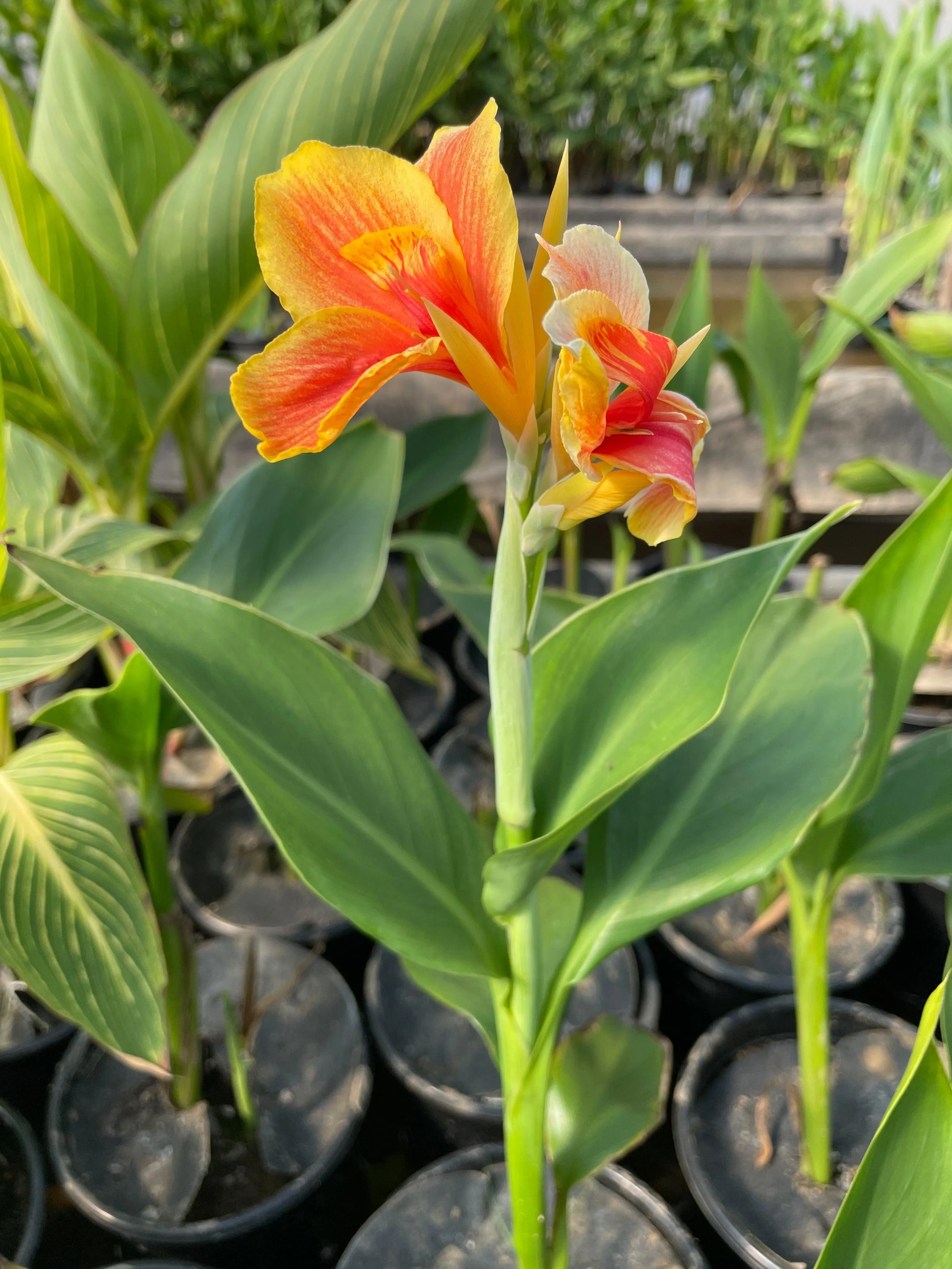 Canna 'Napoleon' (Bare Root)