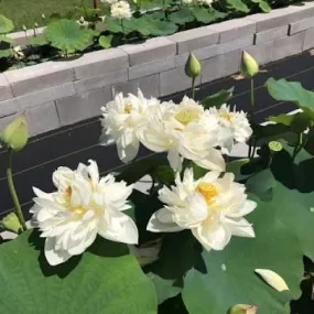 Da Jin Bian Lotus (Bare Root)