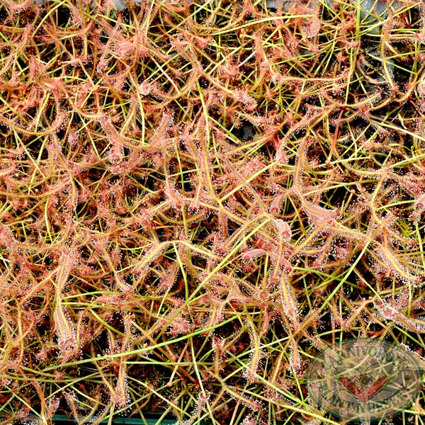 Drosera binata - Staghorn