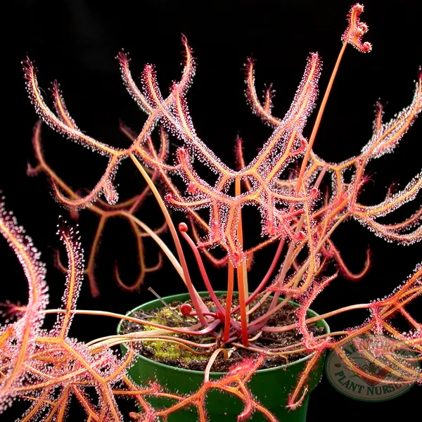 Drosera binata - Staghorn