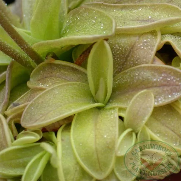 Early Butterwort