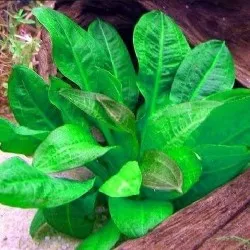 Echinodorus gabrielii (1 POT)