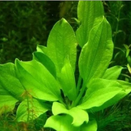 Echinodorus gabrielii (1 POT)