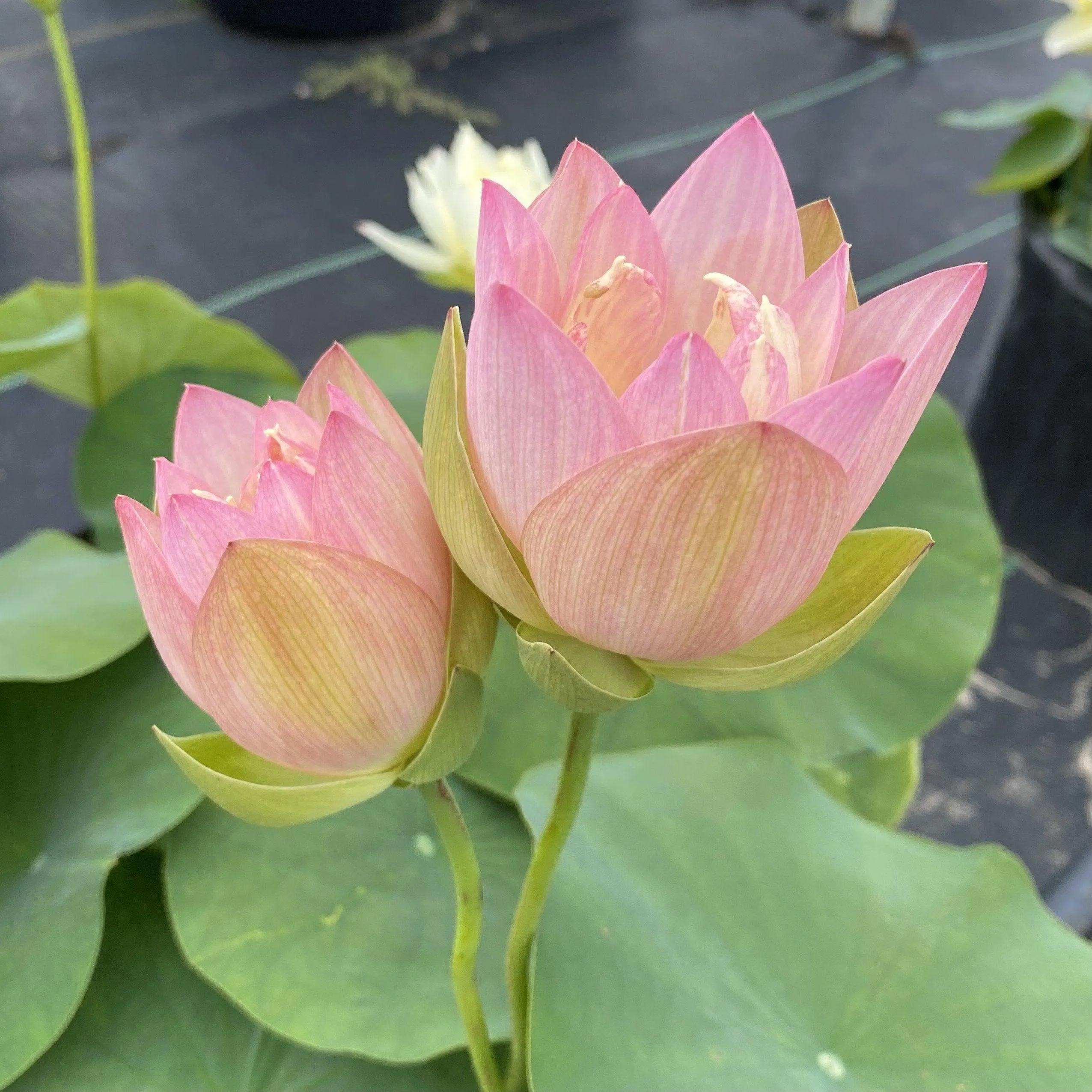 Evening Showers Lotus (Bare Root)