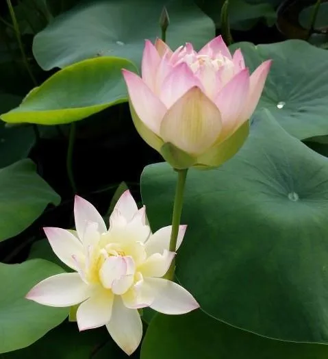 Evening Showers Lotus (Bare Root)