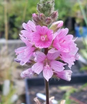 Meadow Checkermallow - bundle of 5 plants (pots)