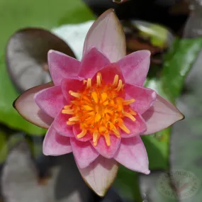 Pink Dwarf Water Lily