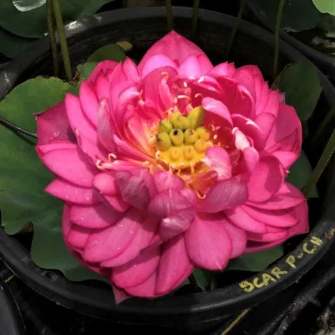 Scarlet Peach Lotus  <br>Heavy Bloomer!