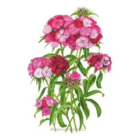 Sweet Rose Magic Sweet William Seeds